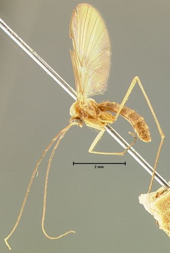 Media type: image;   Entomology 14543 Aspect: habitus lateral view